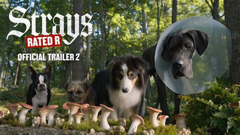 gofilm the strays|The Strays: Everything You Need to Know About the Drama .